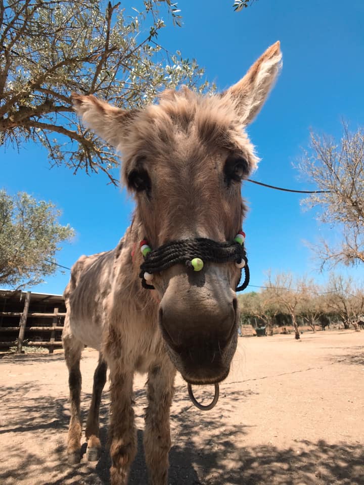 Pflege und Betreuung von Eseln im Agia Marina Donkey Sanctuary