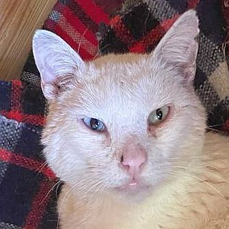 Beethoven sucht Paten