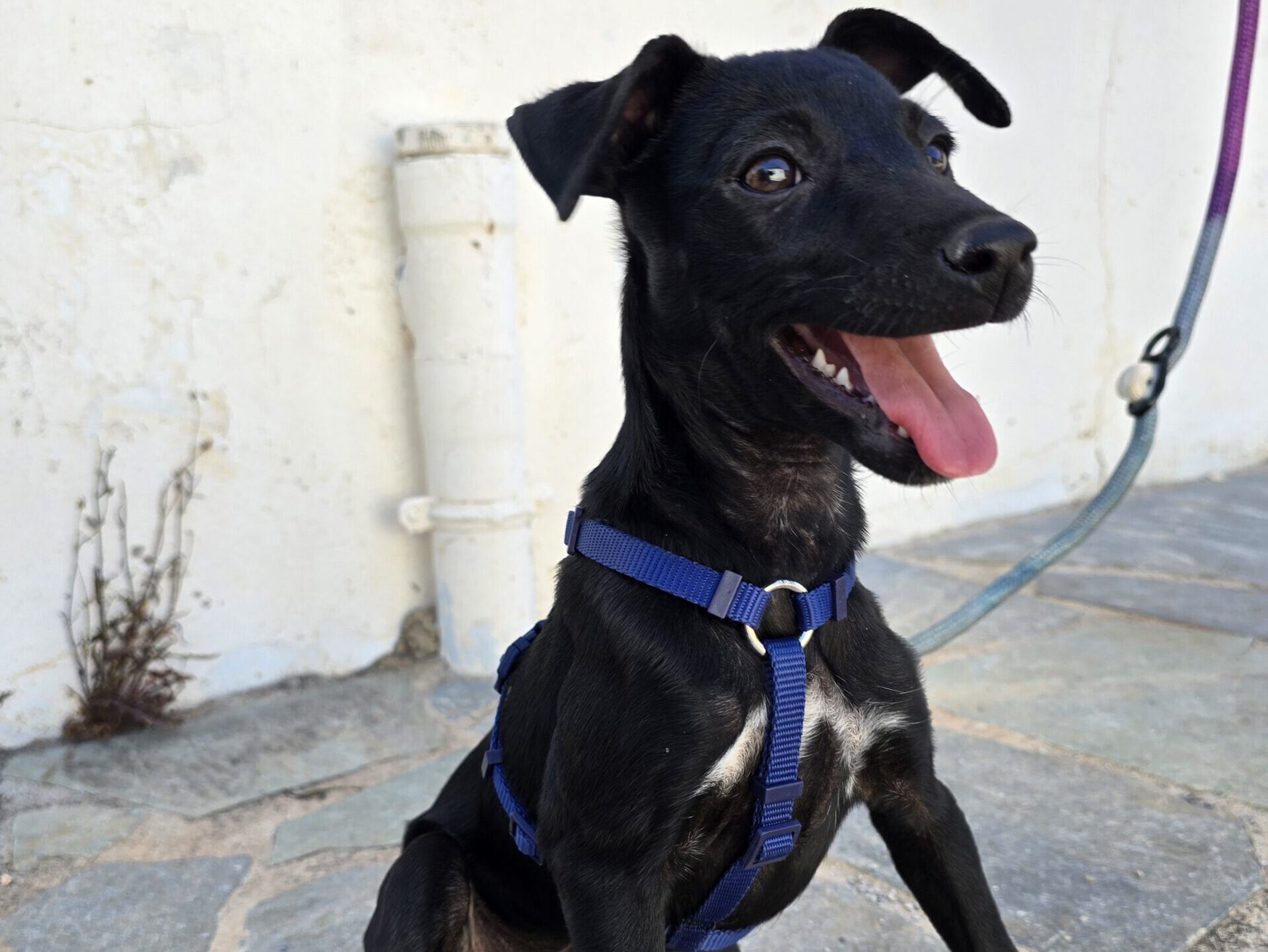 Brenda sucht ein Zuhause