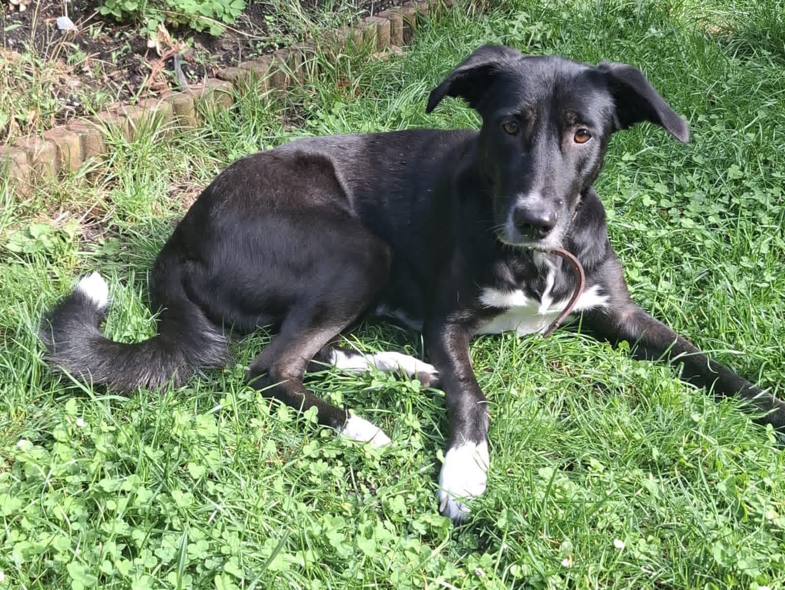 Caizy sucht ein neues Zuhause