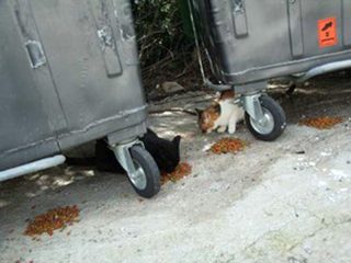 Futter und medizinische Versorgung