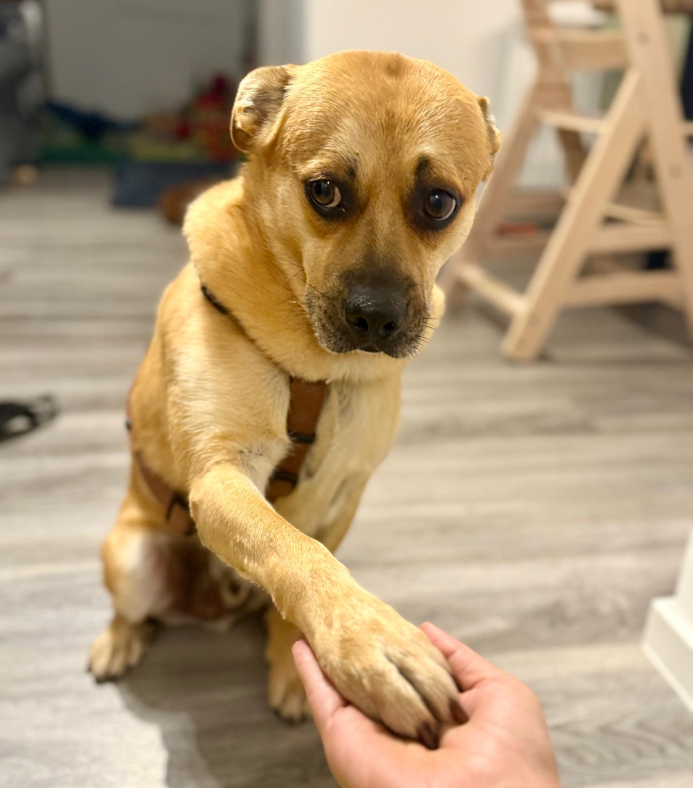 Chubby sucht ein Zuhause