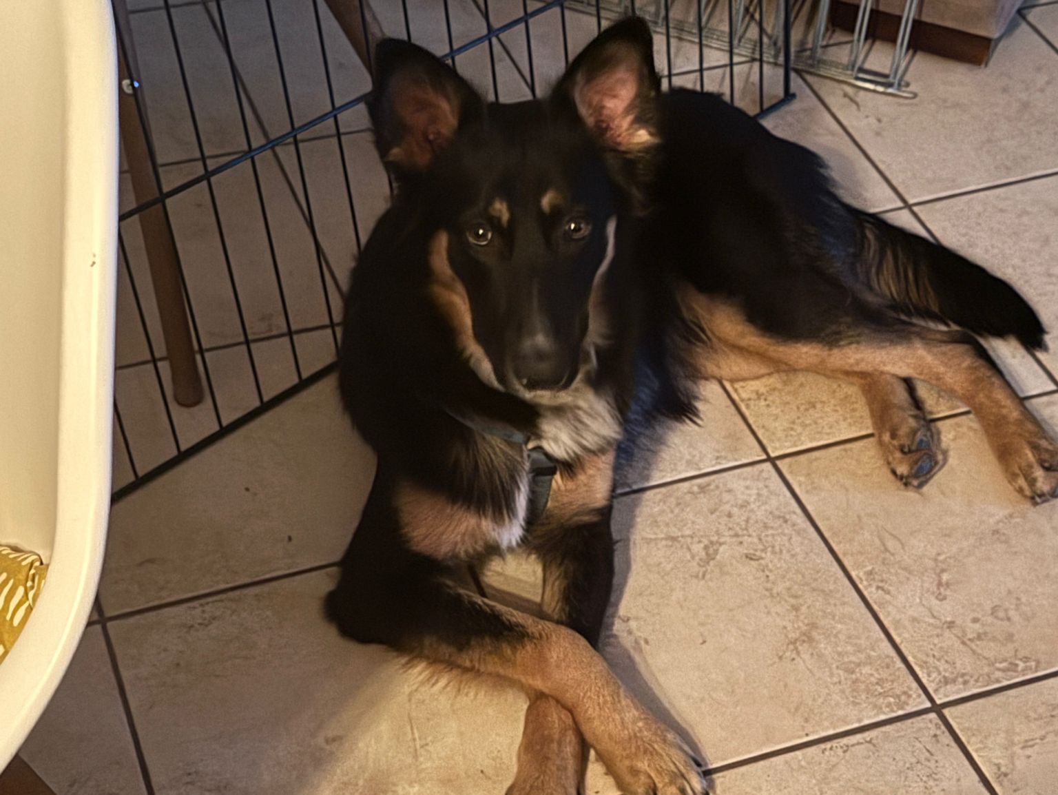 Django hat ein Zuhause