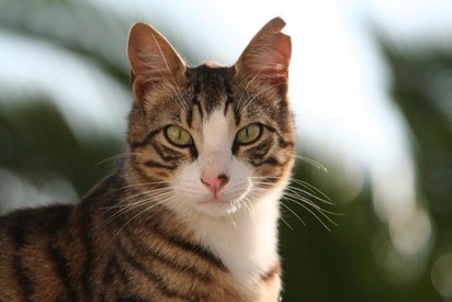 Kastrationen in Europa