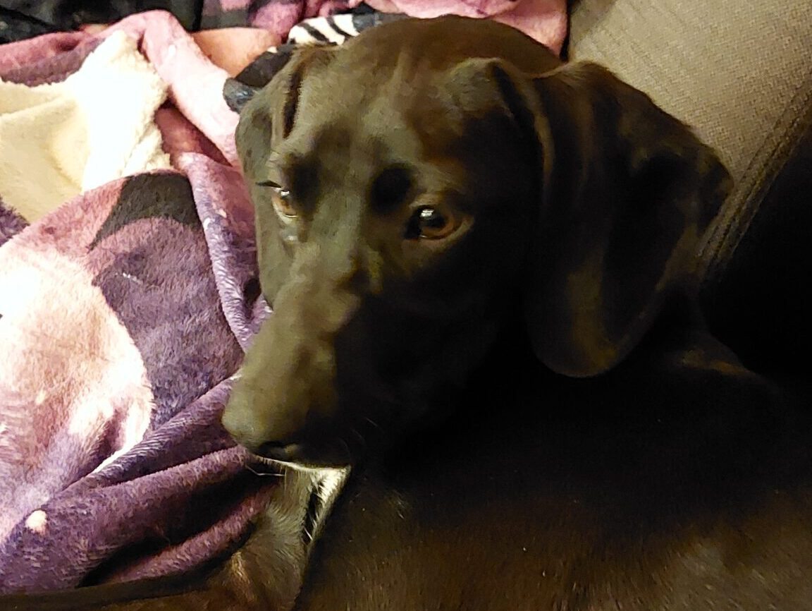 Lina hat ein Zuhause