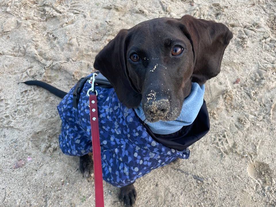 Mona sucht ein neues Zuhause