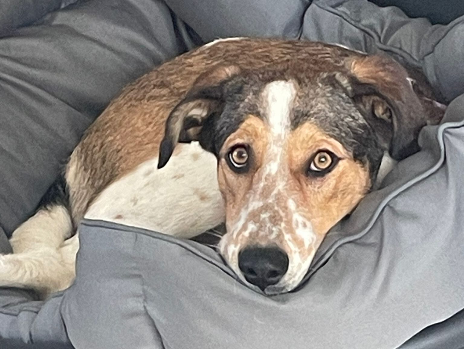 Suzy hat ein Zuhause