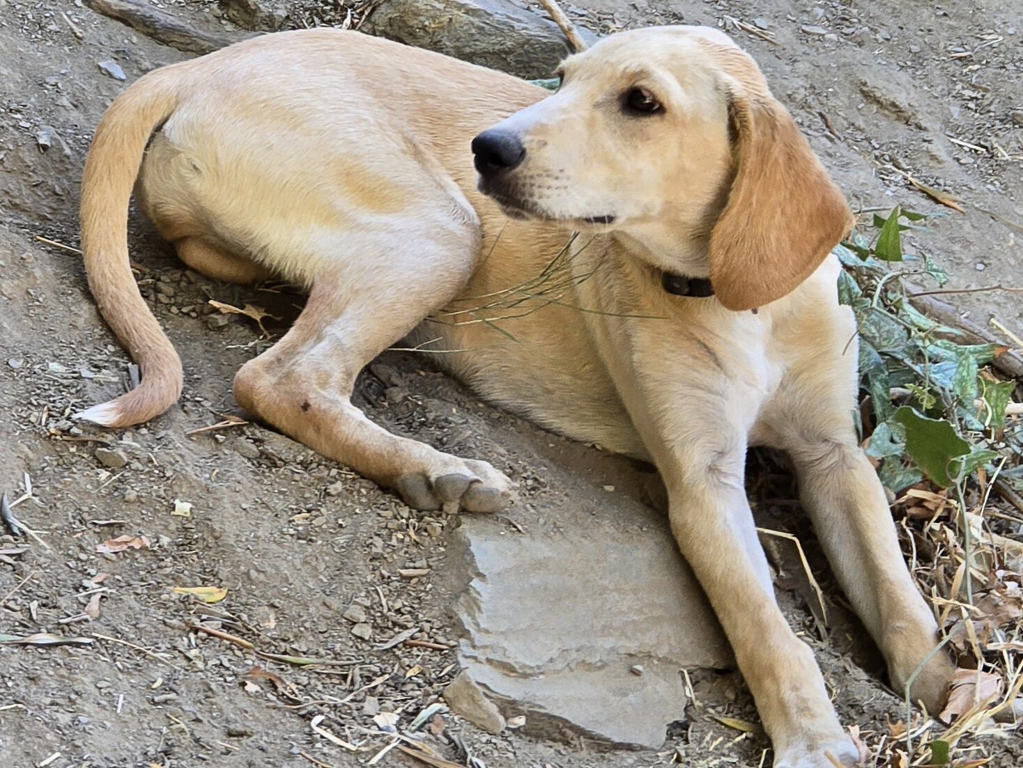 Taby sucht ein zuhause