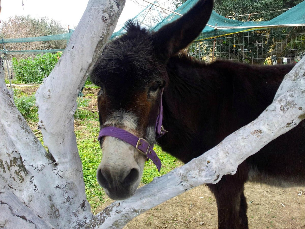 Esel im Agia Marina Donkey Sanctuary auf Kreta