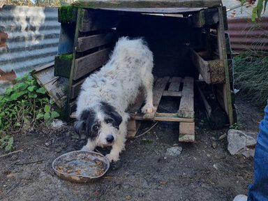 Kettenhunde auf Kreta