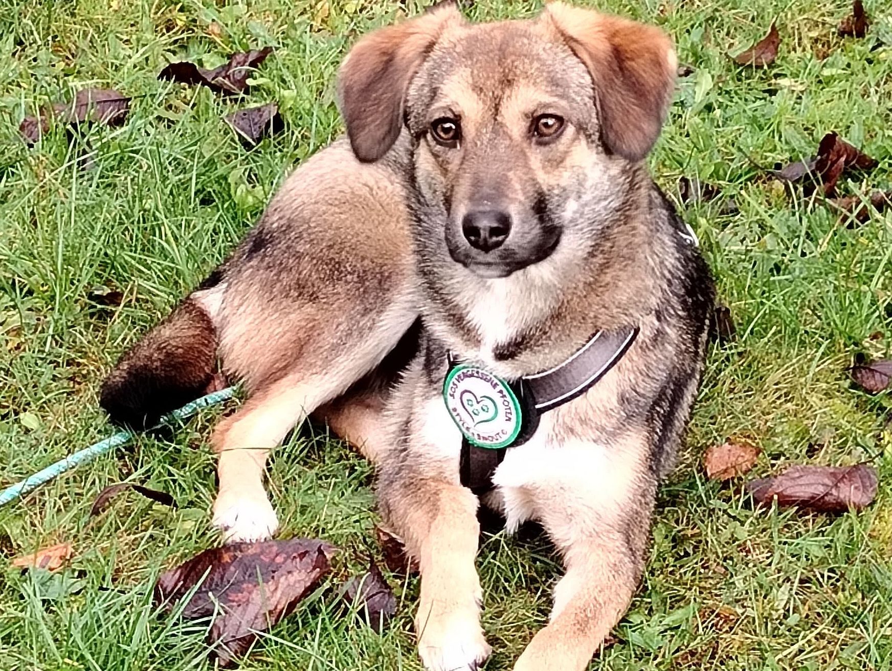 Sarina sucht ein Zuhause (Vermittlungshilfe)