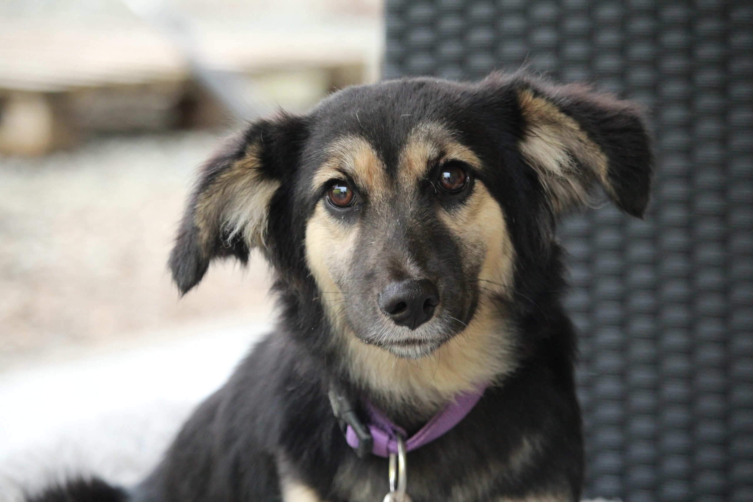 Hope sucht ein Zuhause (Vermittlungshilfe)