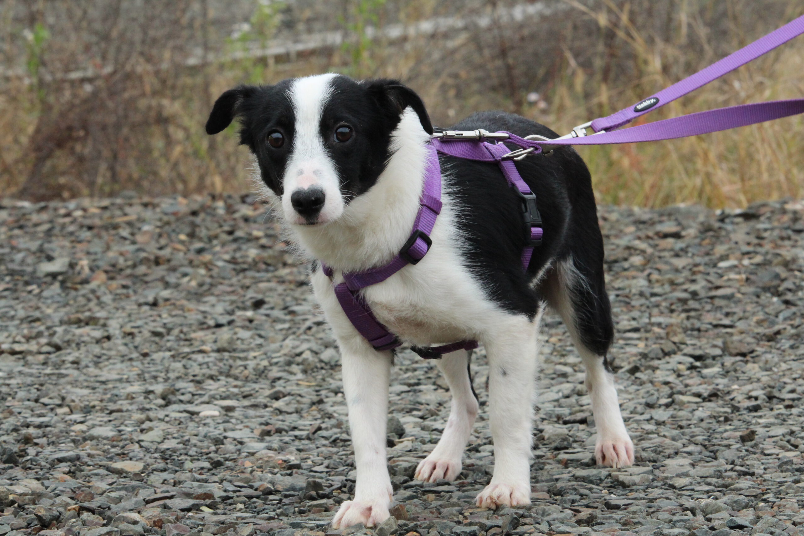 Nada sucht ein Zuhause (Vermittlungshilfe)