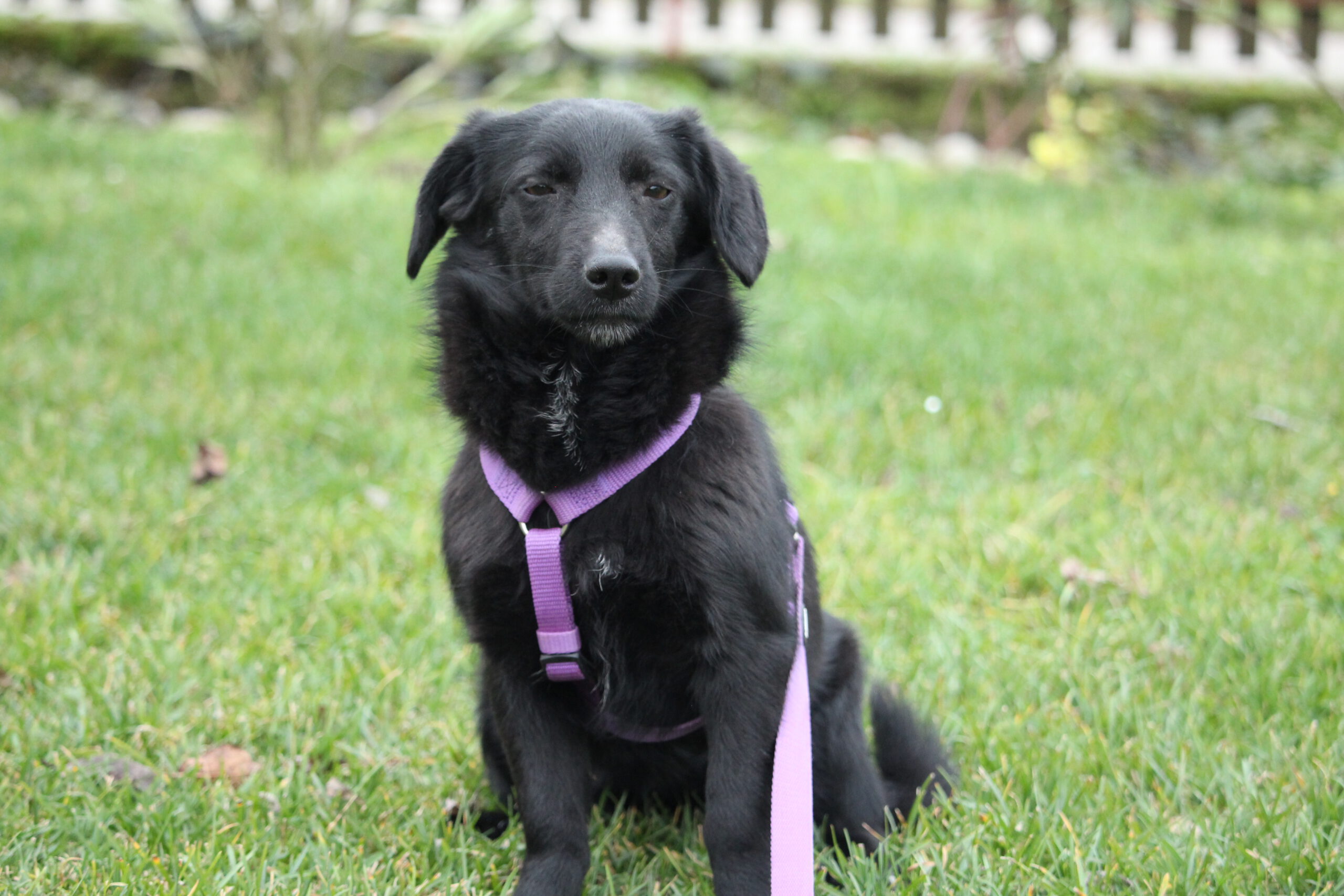 Skalina sucht ein Zuhause (Vermittlungshilfe)