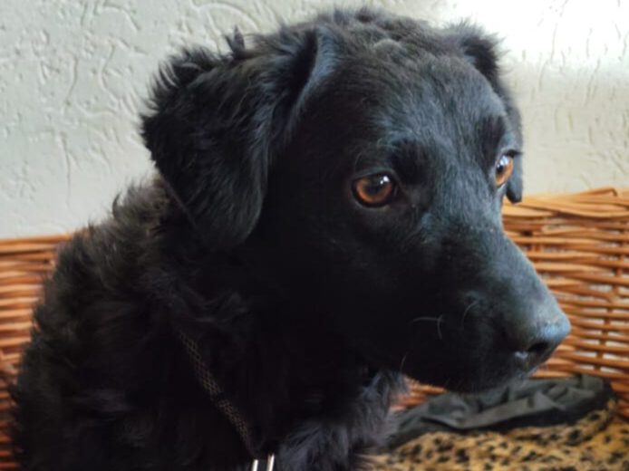 Thany sucht ein Zuhause (Vermittlungshilfe)