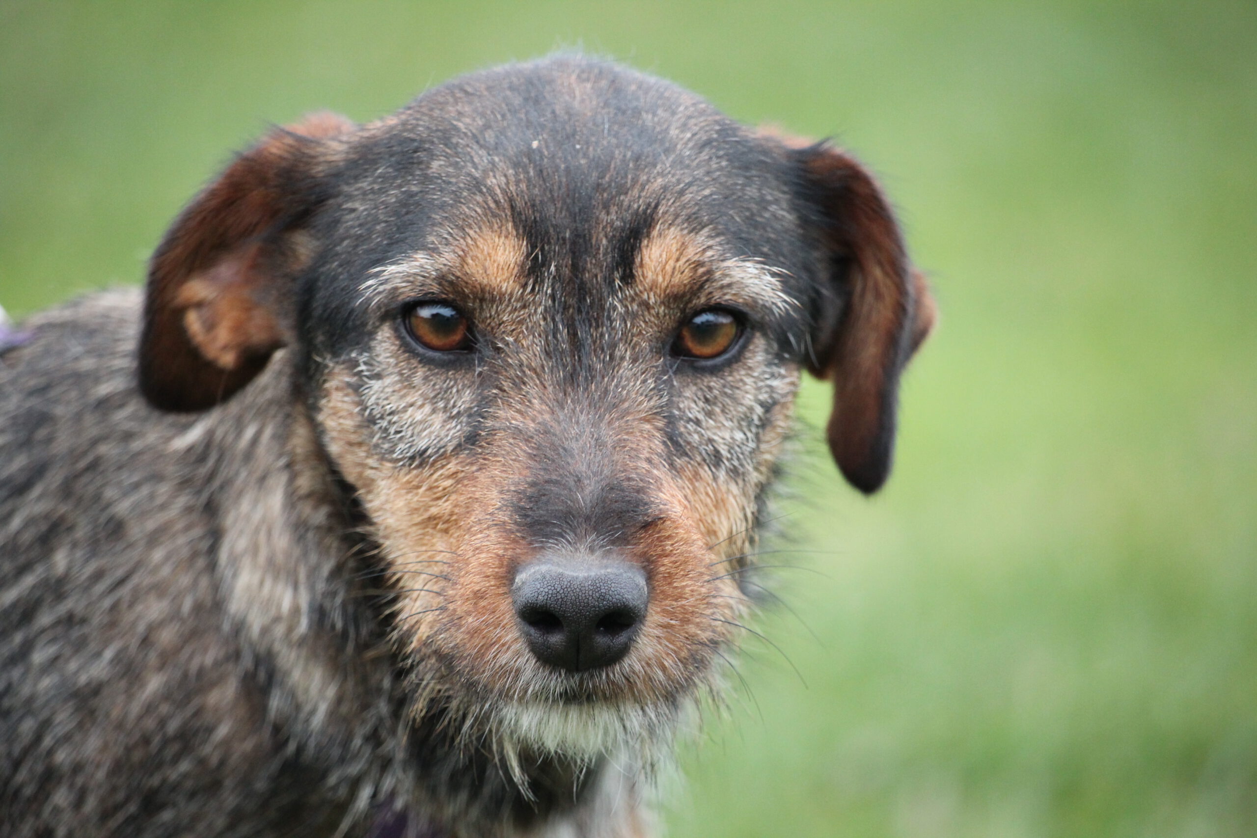 bambina hat ein Zuhause (Vermittlungshilfe)