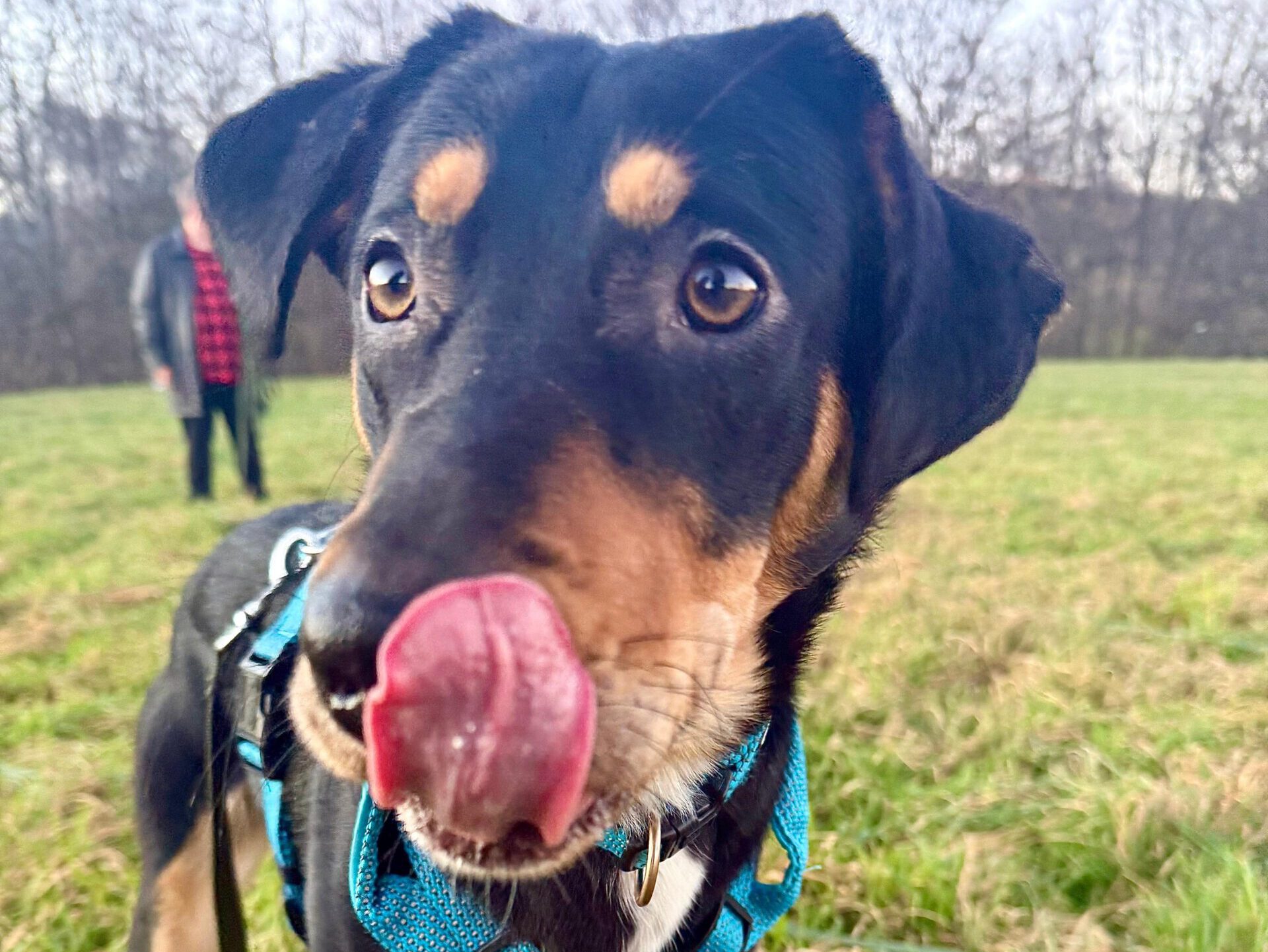 Nico sucht ein neues Zuhause