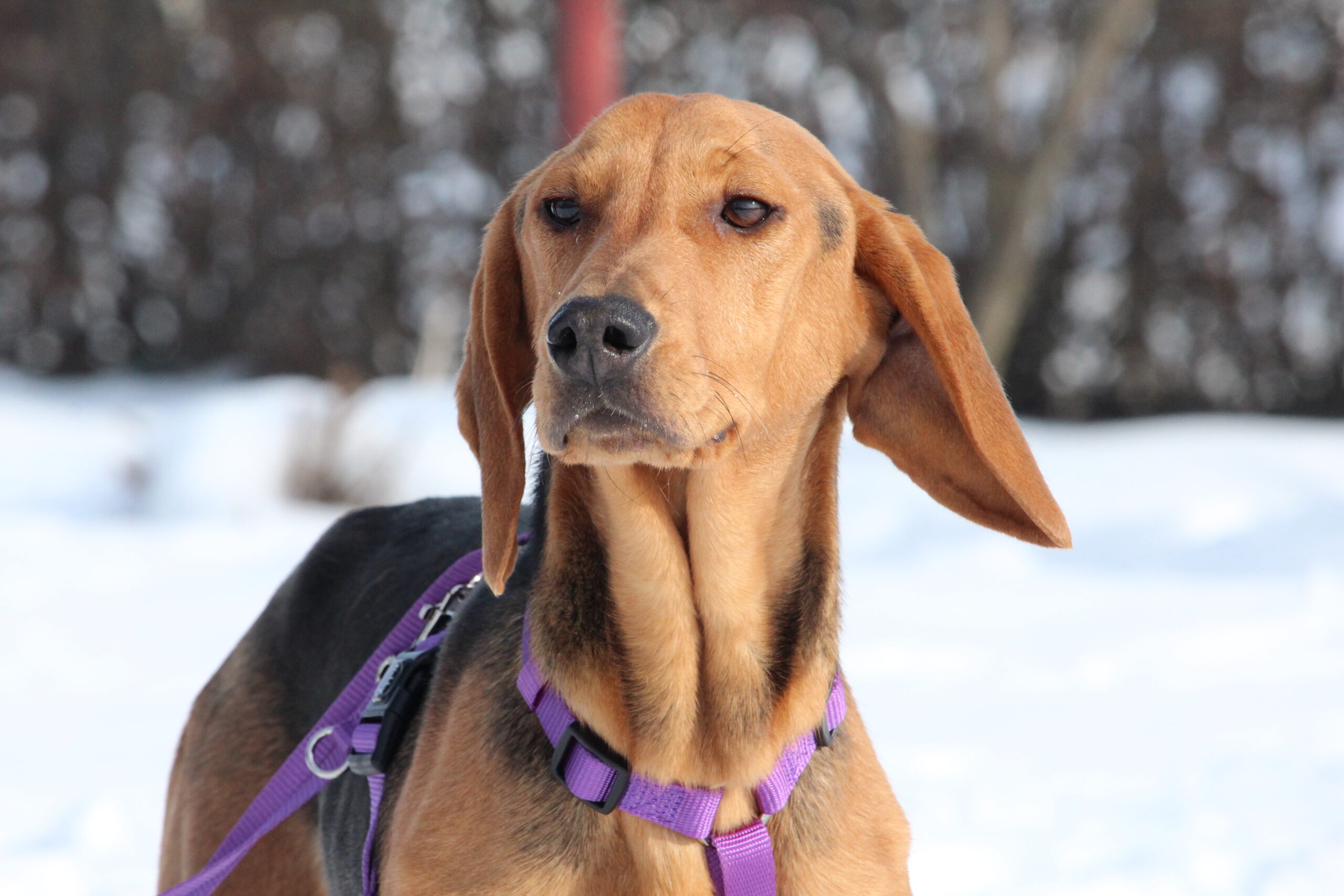 Smilla sucht ein Zuhause (Vermittlungshilfe)