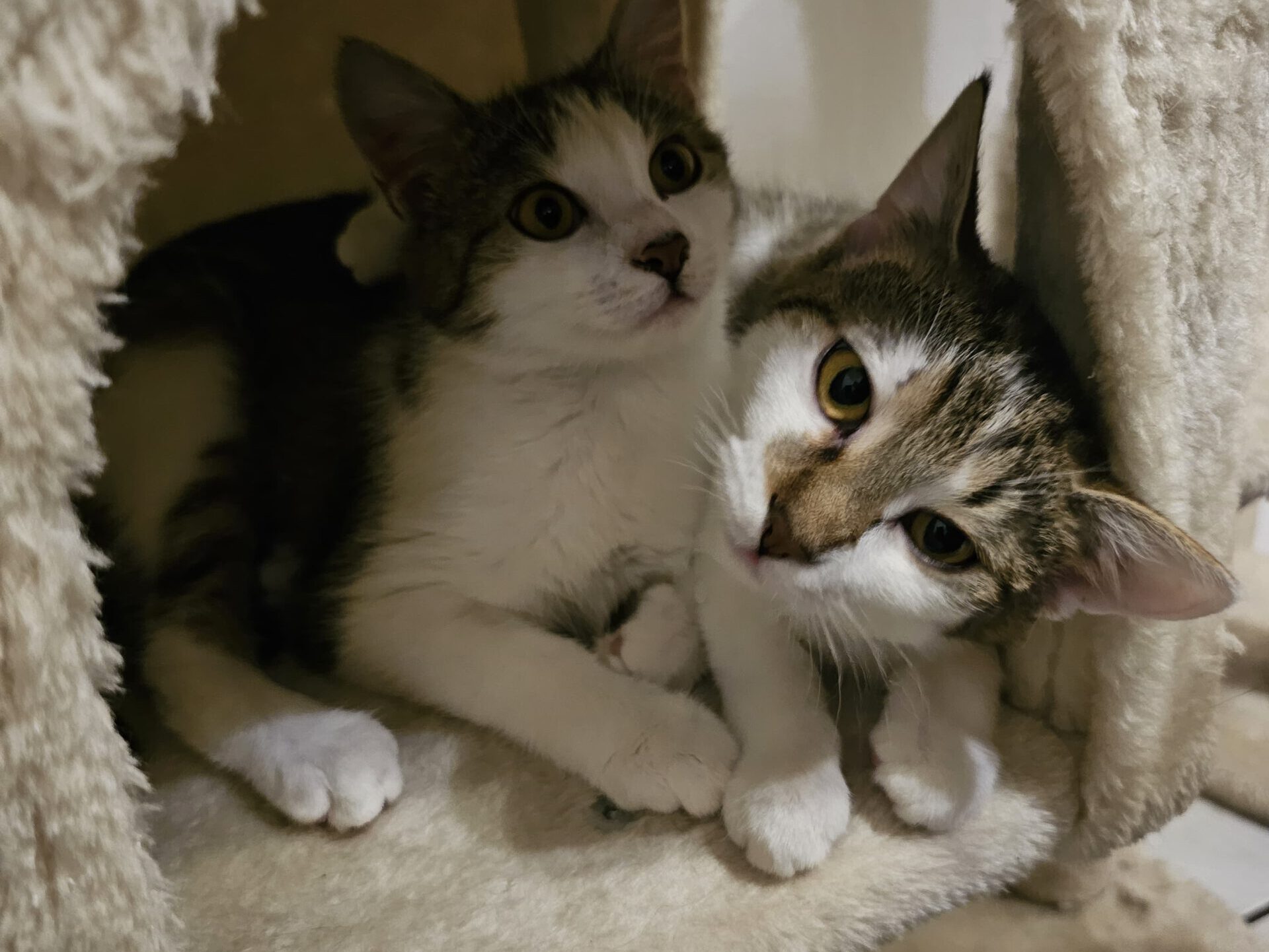 Akina und Kalea haben ein Zuhause (Vermittlungshilfe)