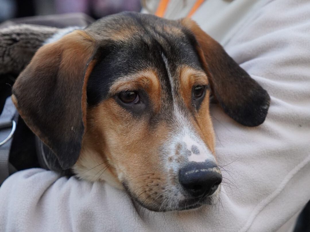 Aniko sucht ein Zuhause (Vermittlungshilfe)