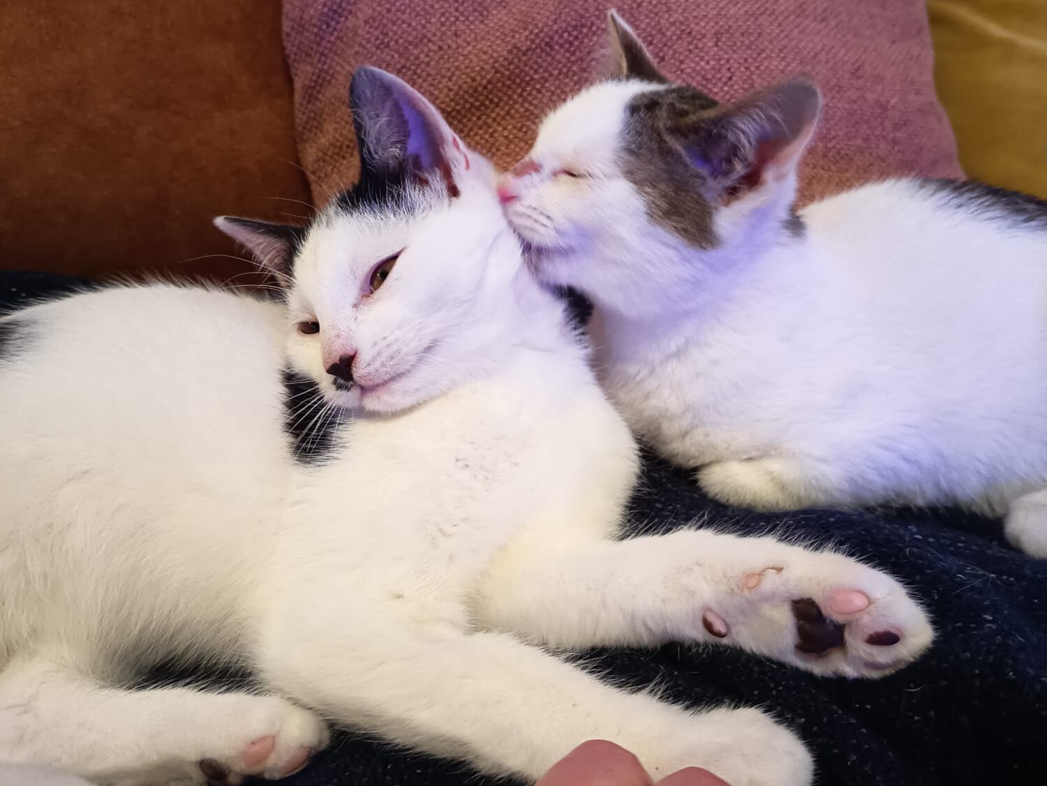 Gruber und Rene´ suchen ein Zuhause (Vermittlungshilfe)