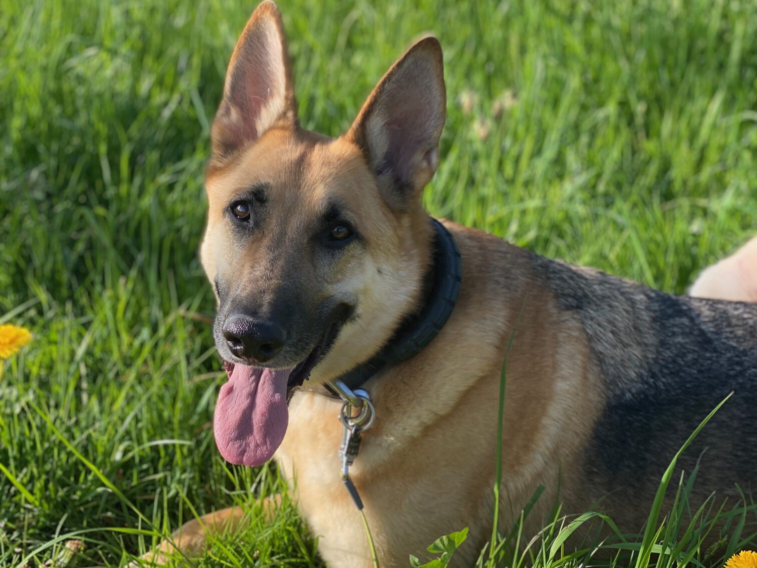 Luke sucht ein neues Zuhause (Vermittlungshilfe)