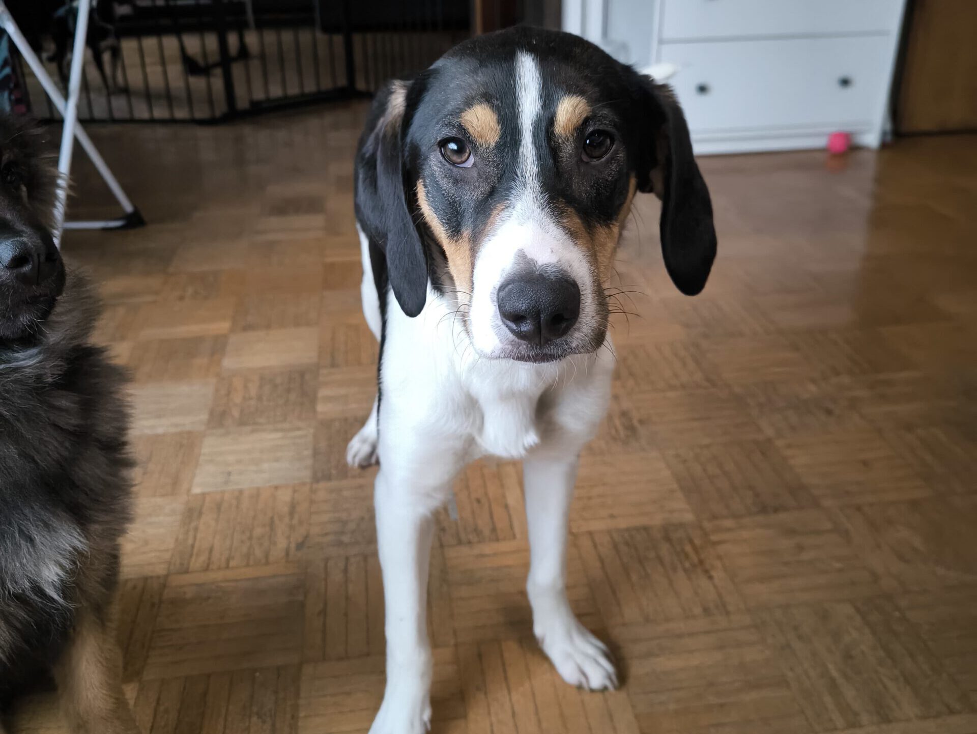 Manda sucht ein Zuhause (Vermittlungshilfe)