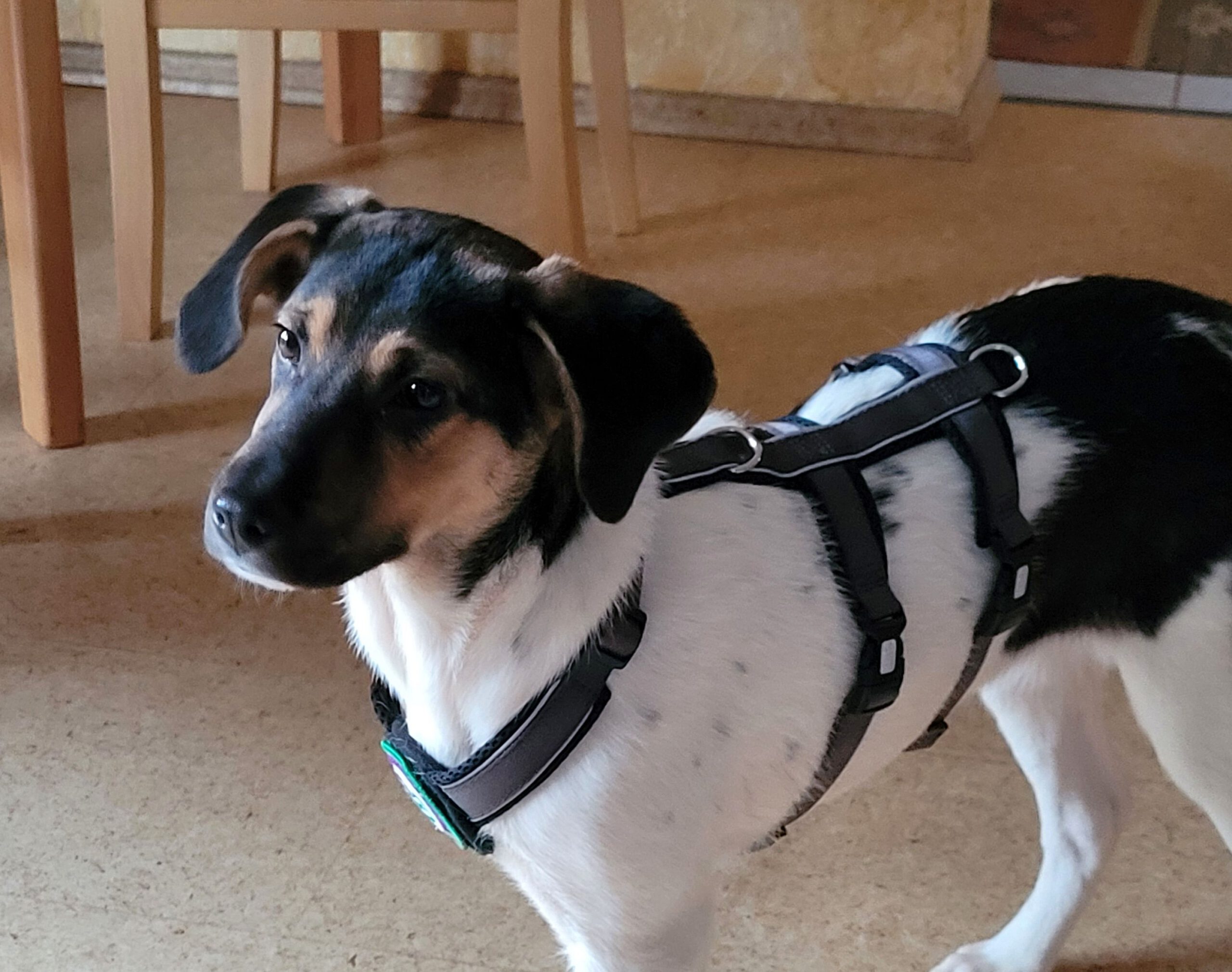 Minka sucht ein Zuhause (Vermittlungshilfe)