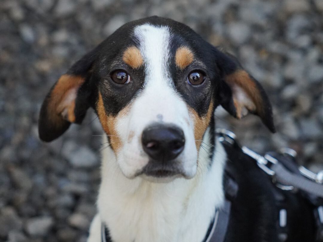 Quila sucht ein Zuhause (Vermittlungshilfe)