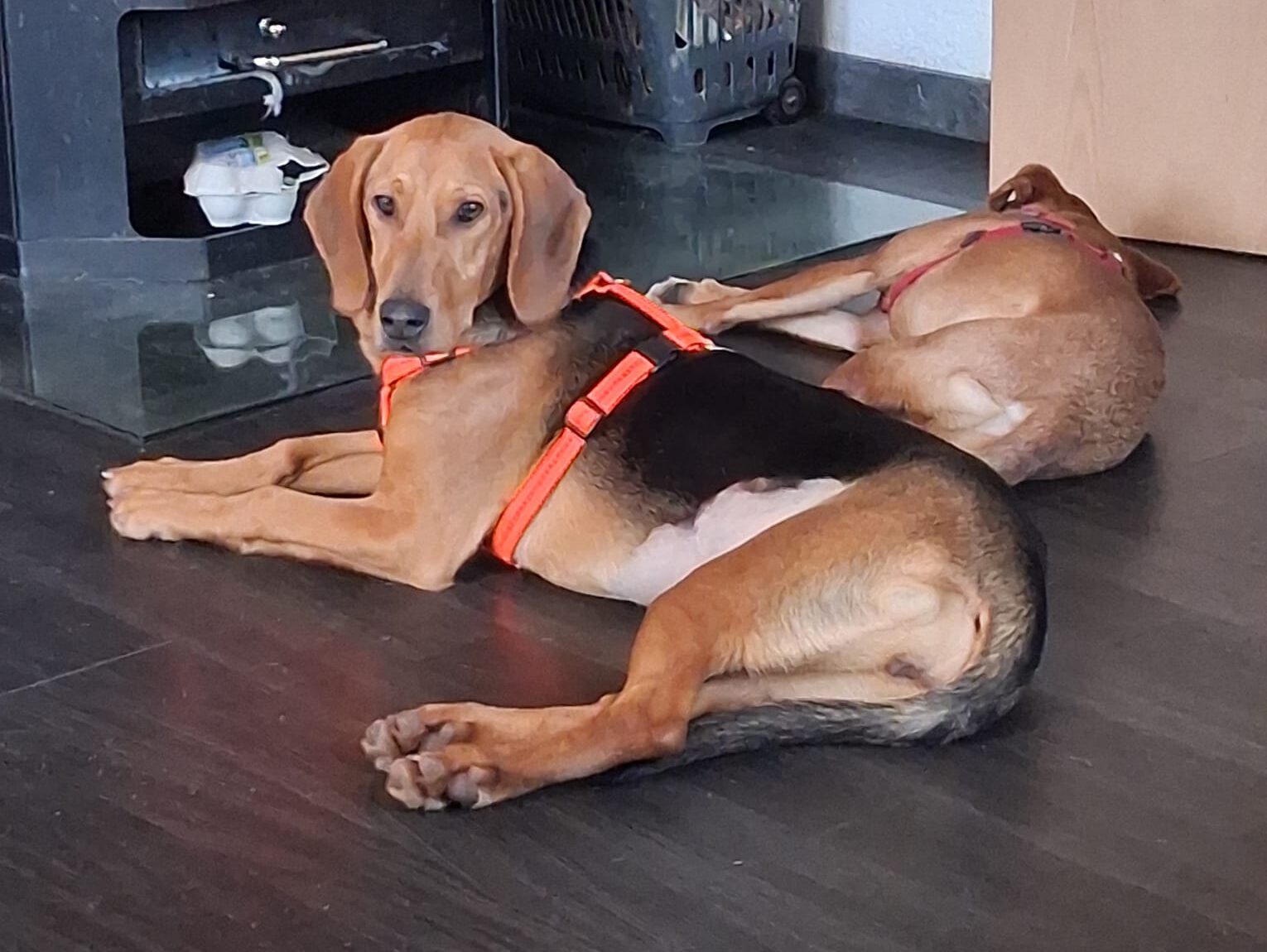 Smilla sucht ein Zuhause (Vermittlungshilfe)