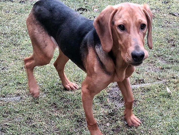 Smilla sucht ein Zuhause (Vermittlungshilfe)