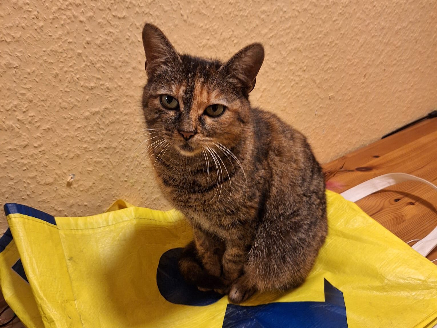 Zoe hat ein Zuhause (Vermittlungshilfe)