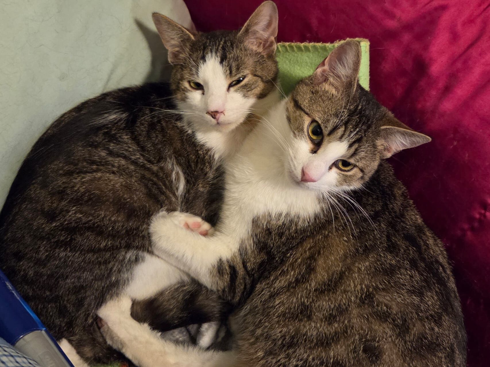 Adrien und Matteo suchen ein Zuhause (Vermittlungshilfe)