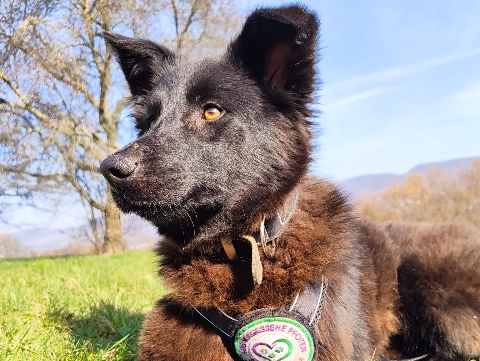 Arya sucht ein Zuhause (Vermittlungshilfe)