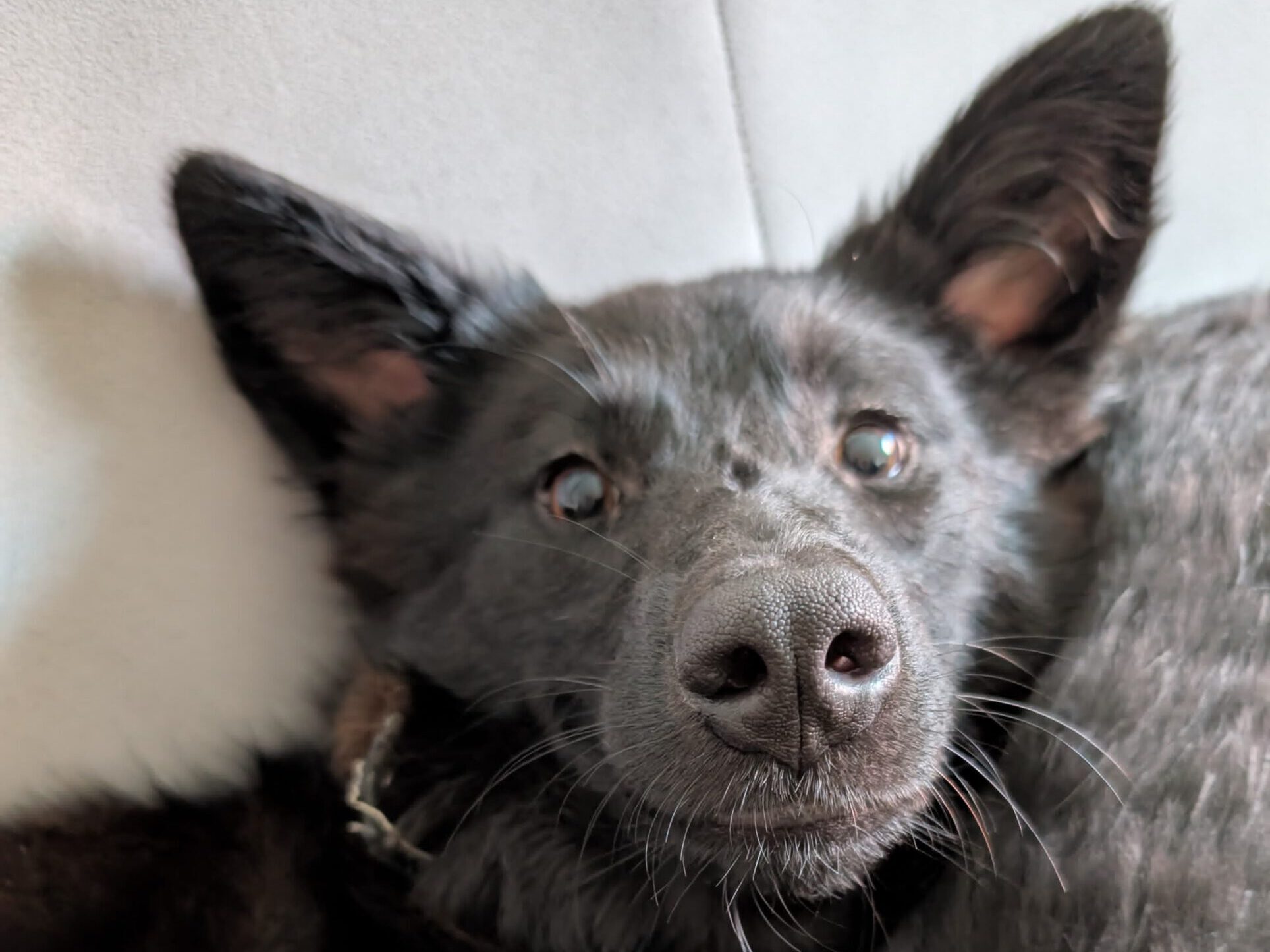Arya sucht ein Zuhause (Vermittlungshilfe)