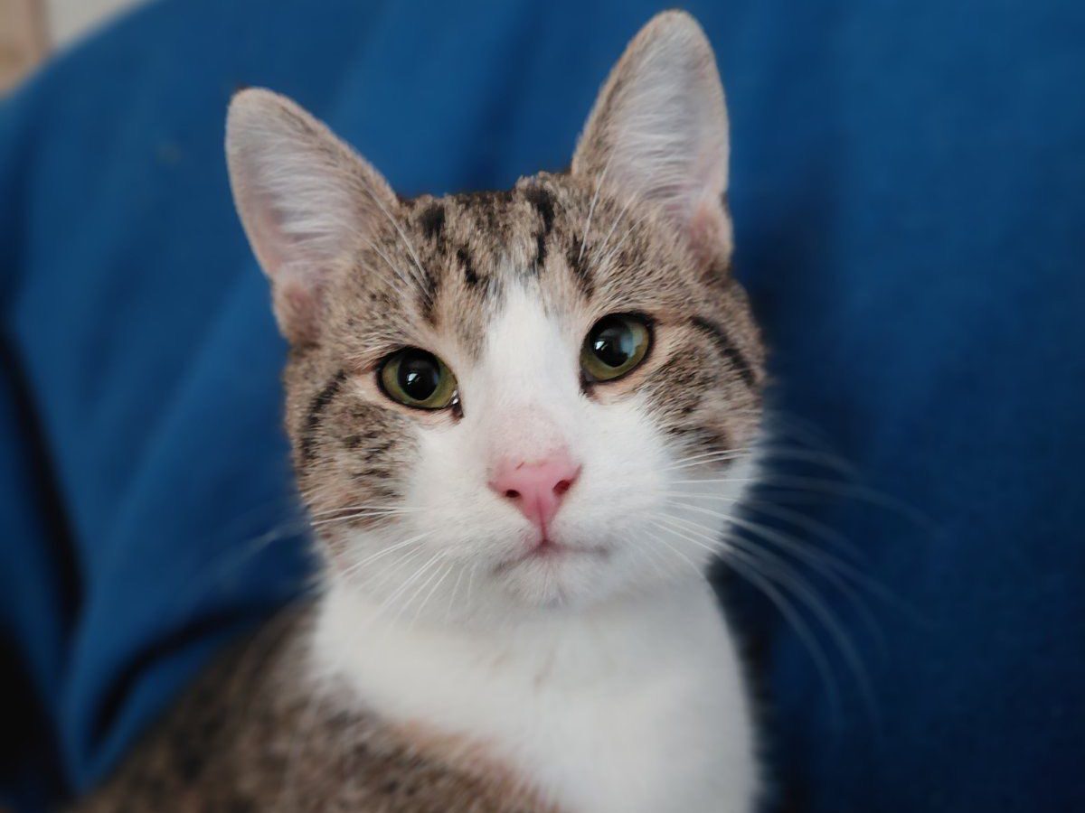 Leon sucht ein Zuhause (Vermittlungshilfe)