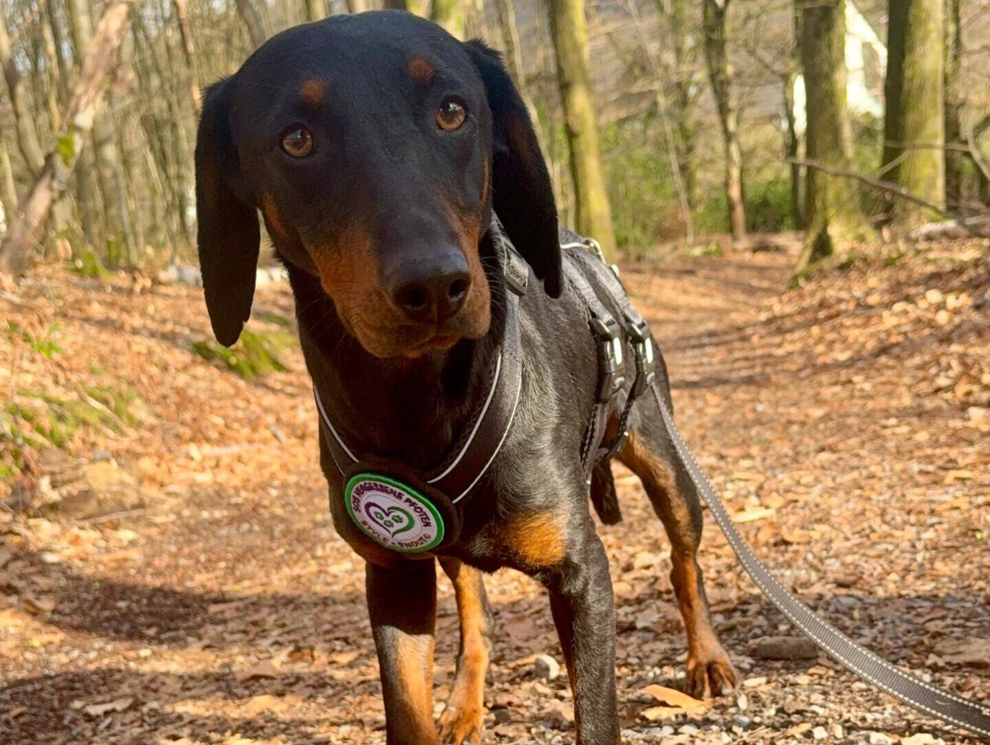 Lily sucht ein Zuhause (Vermittlungshilfe)