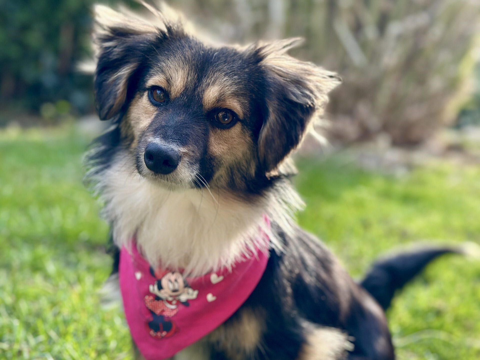 Unsere Hunde