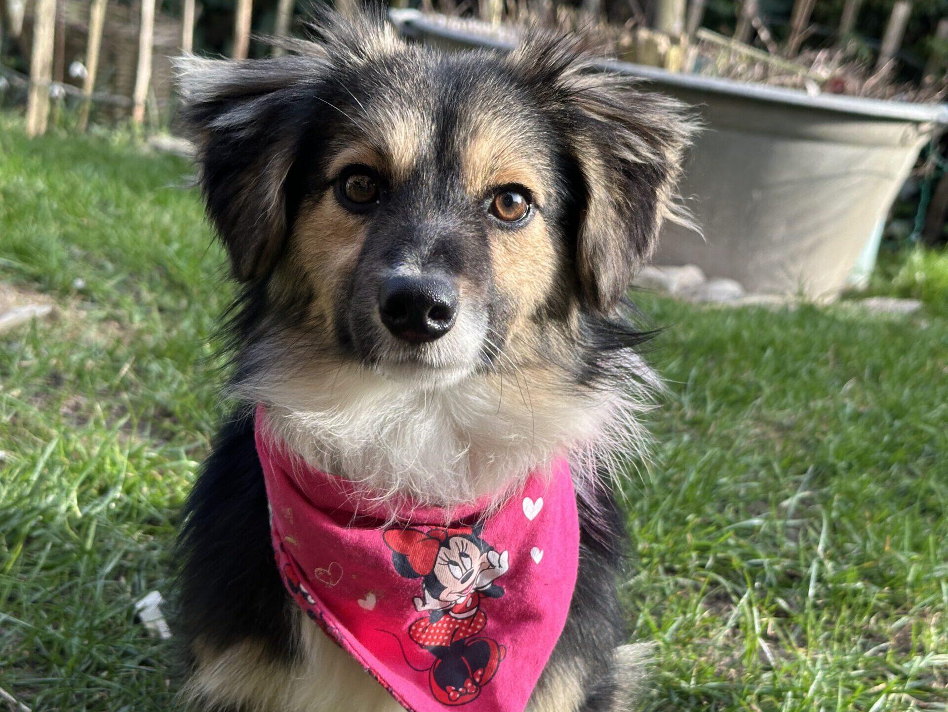 Mara hat ein Zuhause (Vermittlungshilfe)