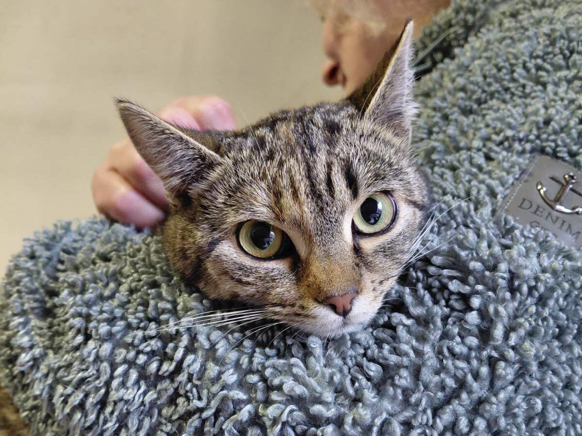 Suzy sucht ein Zuhause (Vermittlungshilfe)