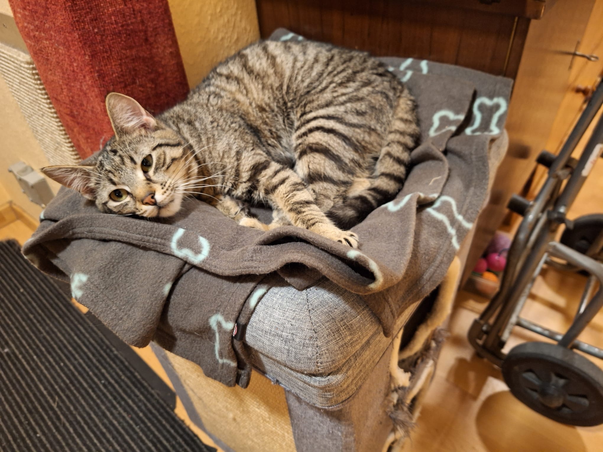 Tony sucht ein Zuhause (Vermittlungshilfe)