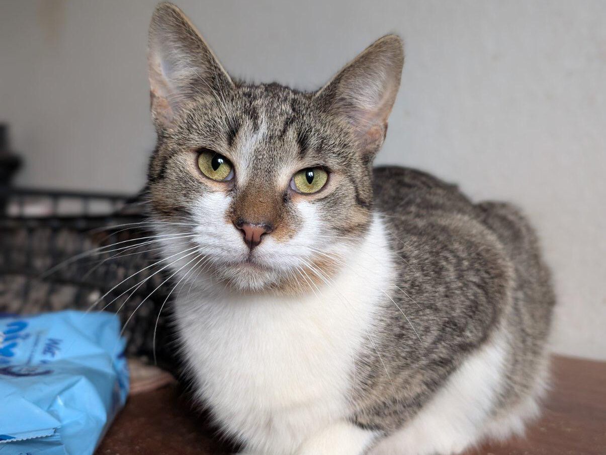 Linda sucht ein Zuhause (Vermittlungshilfe)