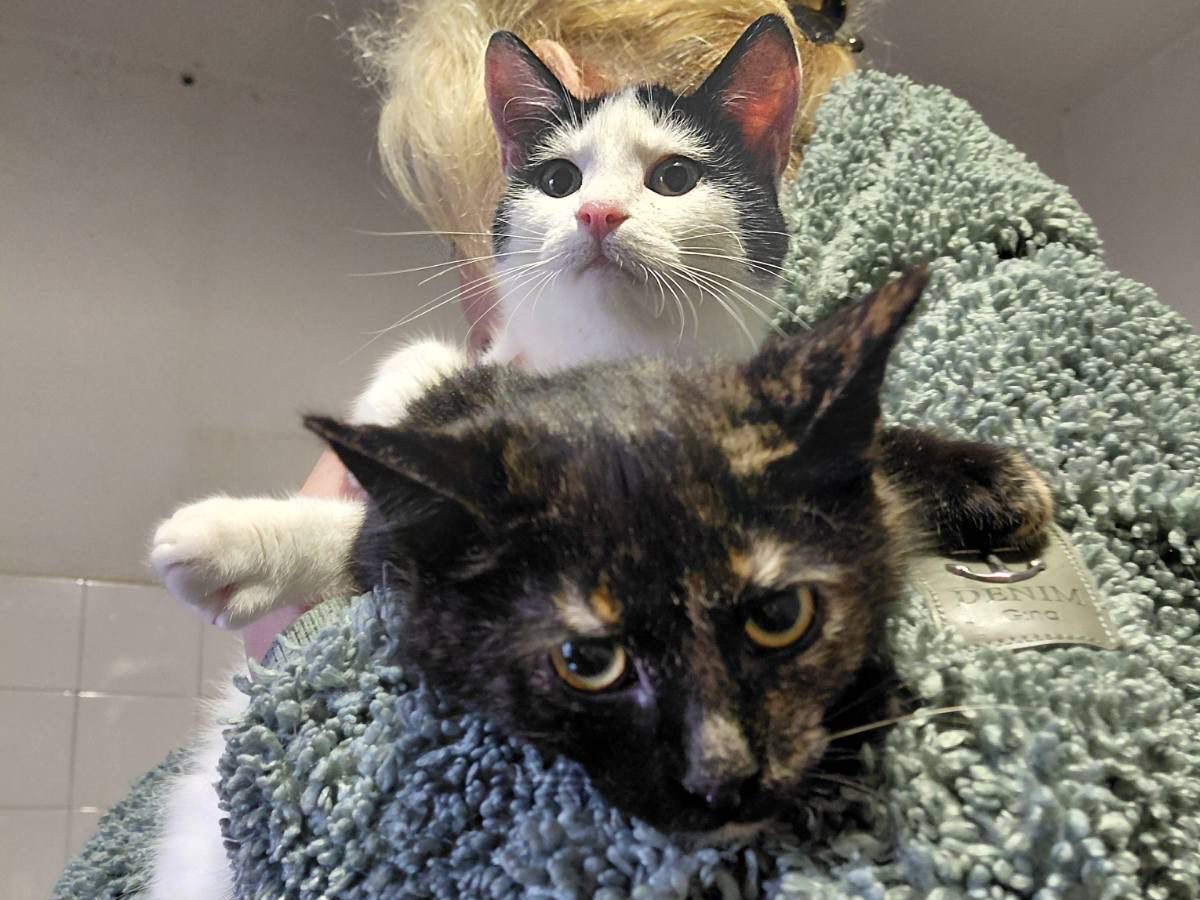 Lola und Alice suchen ein Zuhause (Vermittlungshilfe)