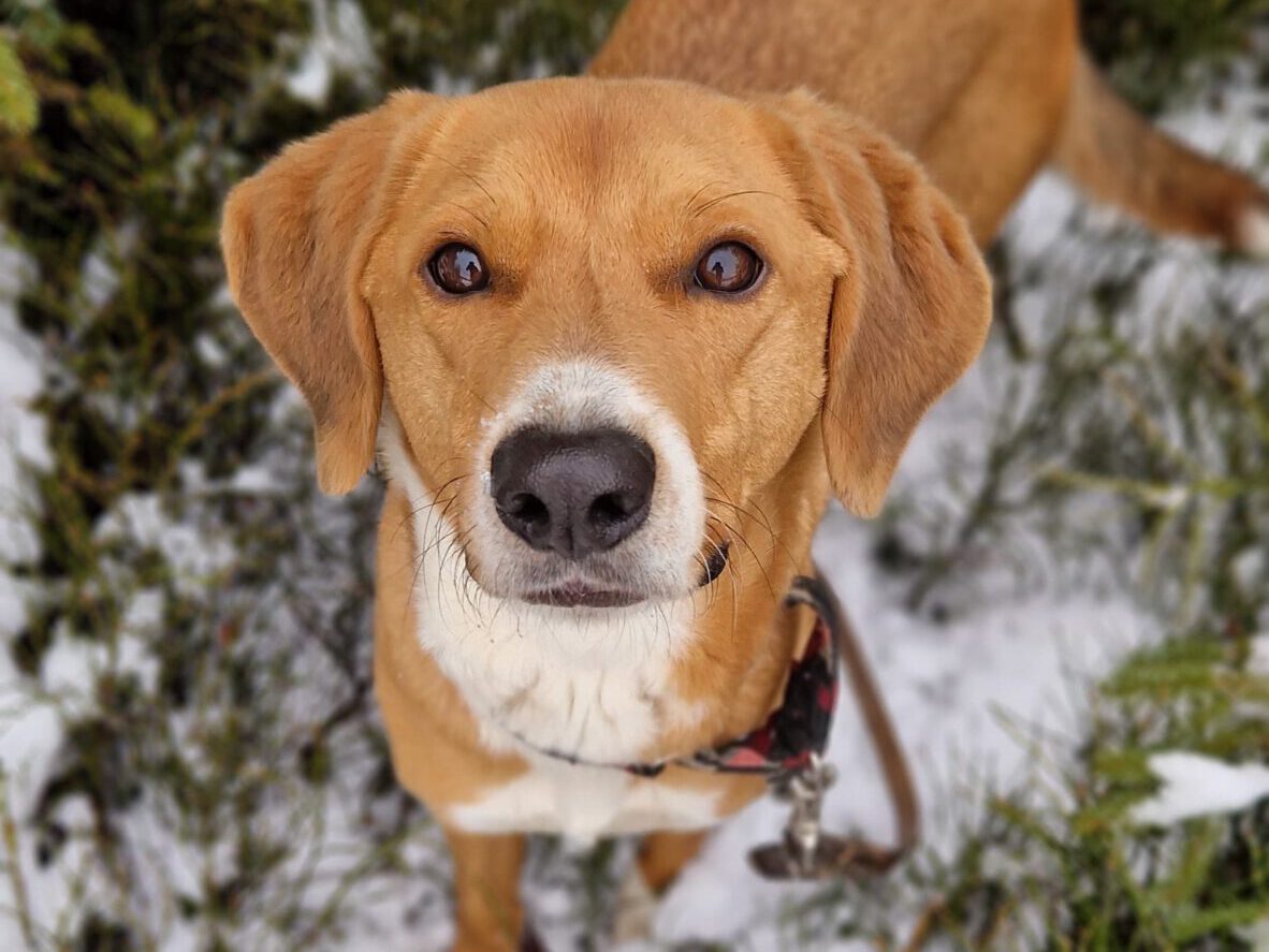 Toffee – Chancenhund bei APAL ohne Grenzen