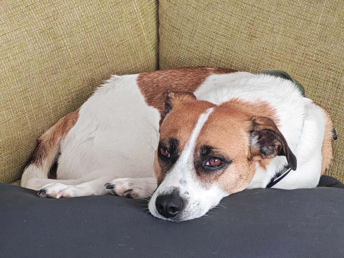 Bella sucht ein Zuhause (Vermittlungshilfe)
