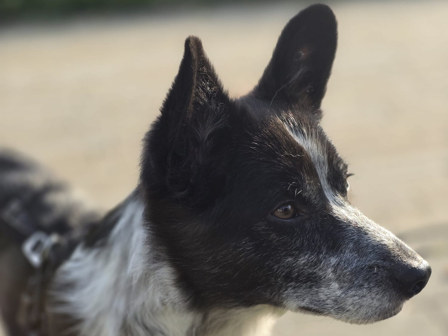 Cookie sucht ein Zuhause (Vermittlungshilfe)