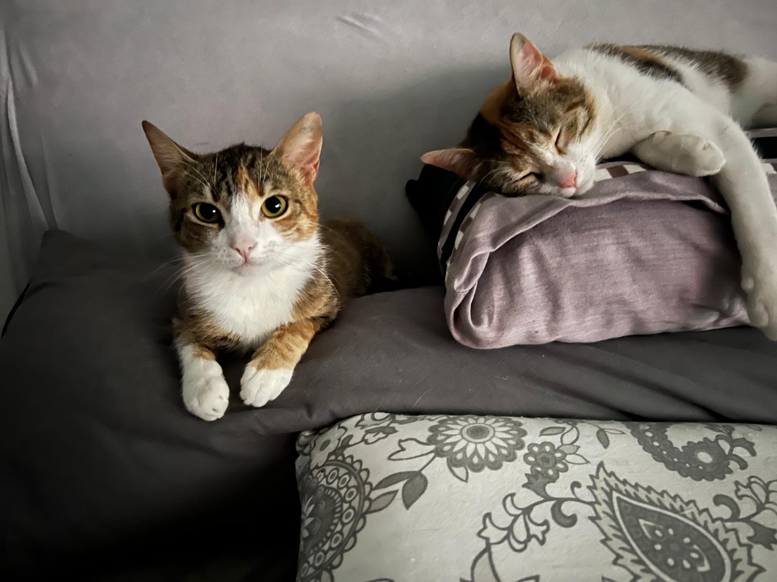 Kira und Kaya suchen ein Zuhause (Vermittlungshilfe)