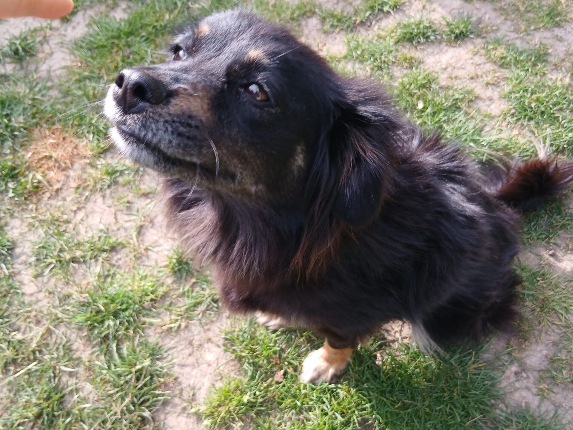 Nelly sucht ein Zuhause (Vermittlungshilfe)