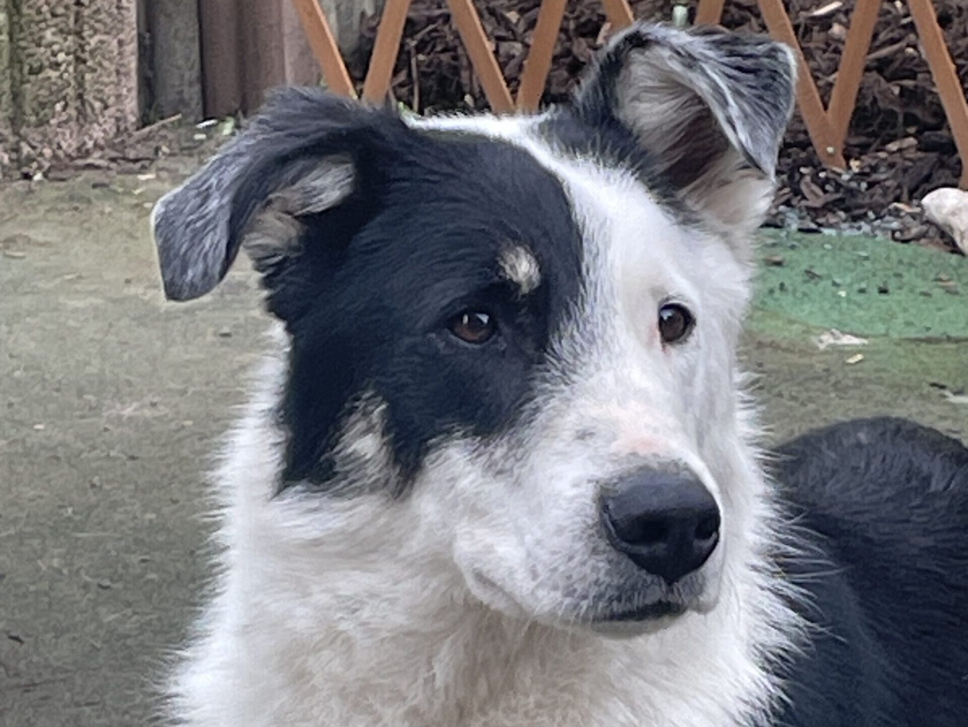 Timmy sucht ein Zuhause (Vermittlungshilfe)