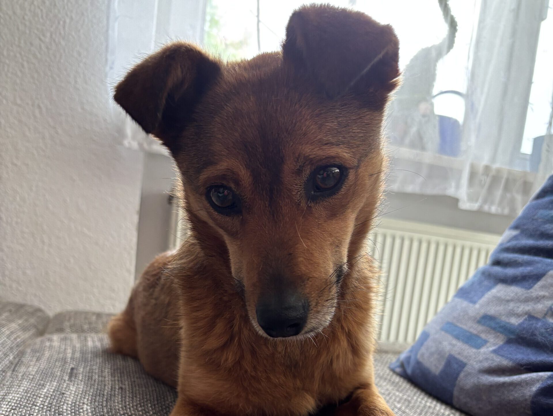 Frieda sucht ein Zuhause (Vermittlungshilfe)